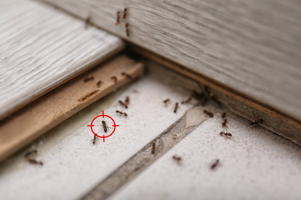 Trusted Center Point, NM Pest Control Experts