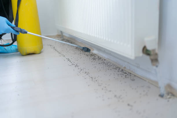 Wasp Removal Services in Center Point, NM